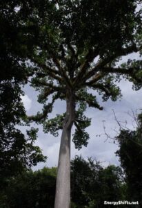 Maya World Tree Ceiba Tree Canopy