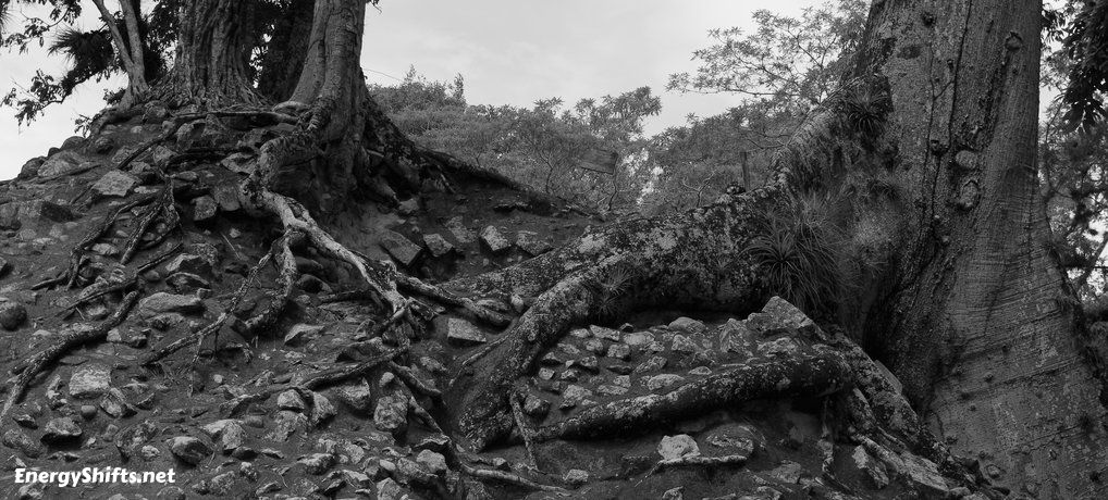 (0) The Maya World Tree